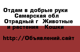 Отдам в добрые руки  - Самарская обл., Отрадный г. Животные и растения » Кошки   